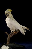 葵花鳳頭鸚鵡藏品圖，第4張